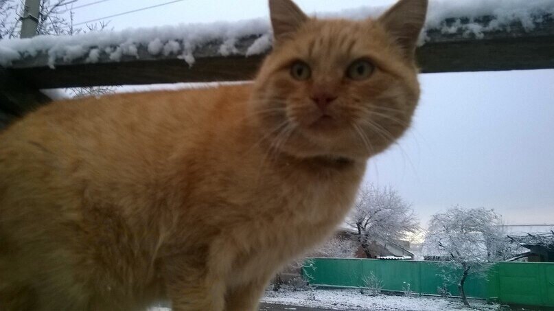 Хищник!