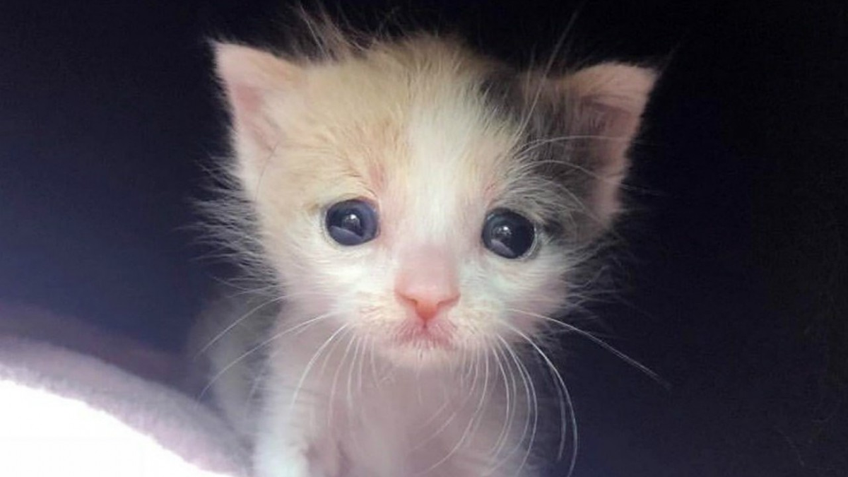 Вызываю жалость