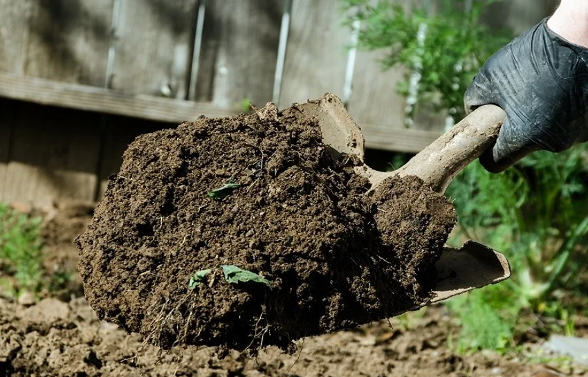 Почву перед высадкой молодой капусты нужно перекопать и обеззаразить. 