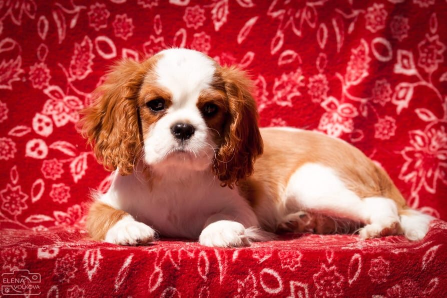 Стёпка (Стефан) - последний колхозник. Родился у Челси. Порода Кавалер Кинг Чарльз спаниель