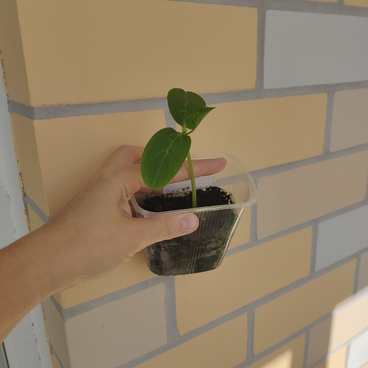 Такой стаканчик в самый раз