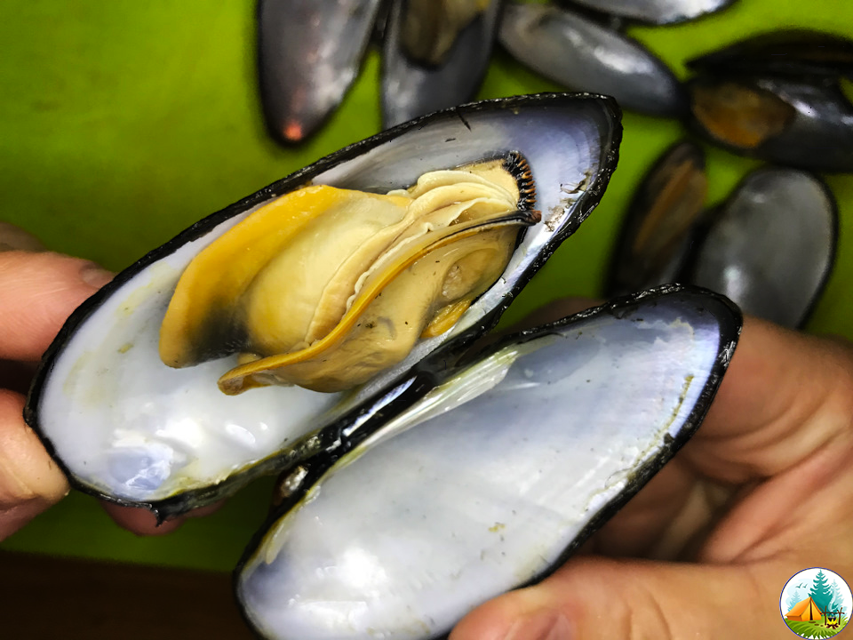 Открытая ракушка
