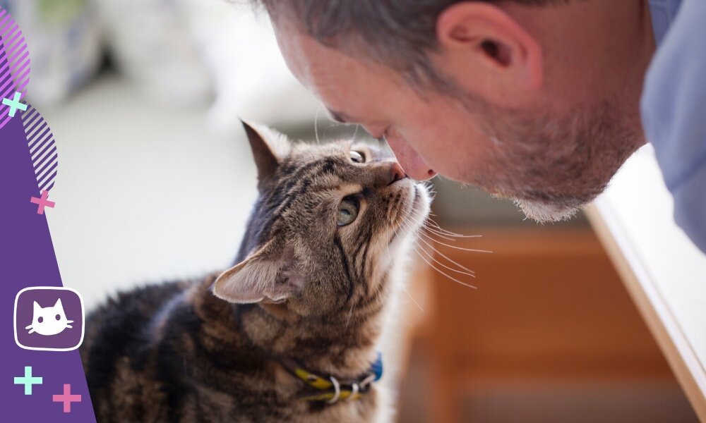 🐱Почему дворовые коты зачастую ласковее и умнее породистых | Нос, хвост,  лапы | Дзен