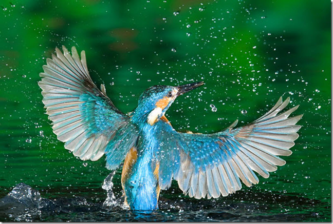 Голубой зимородок