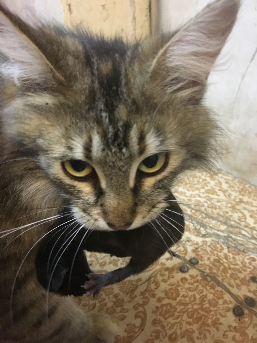 Грема настроена решительно))) Ворует четвёртого)))