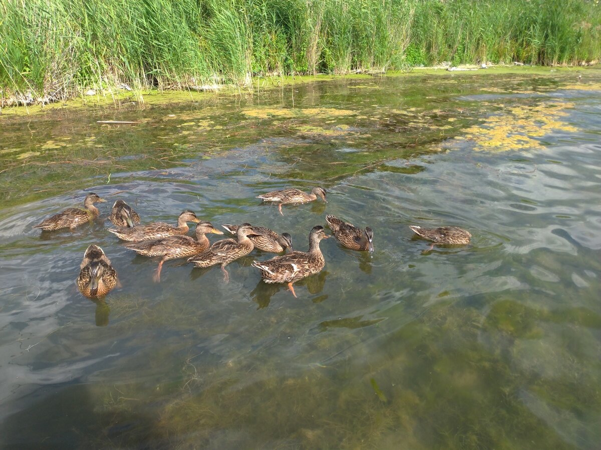 Ворсменское озеро Нижегородская область