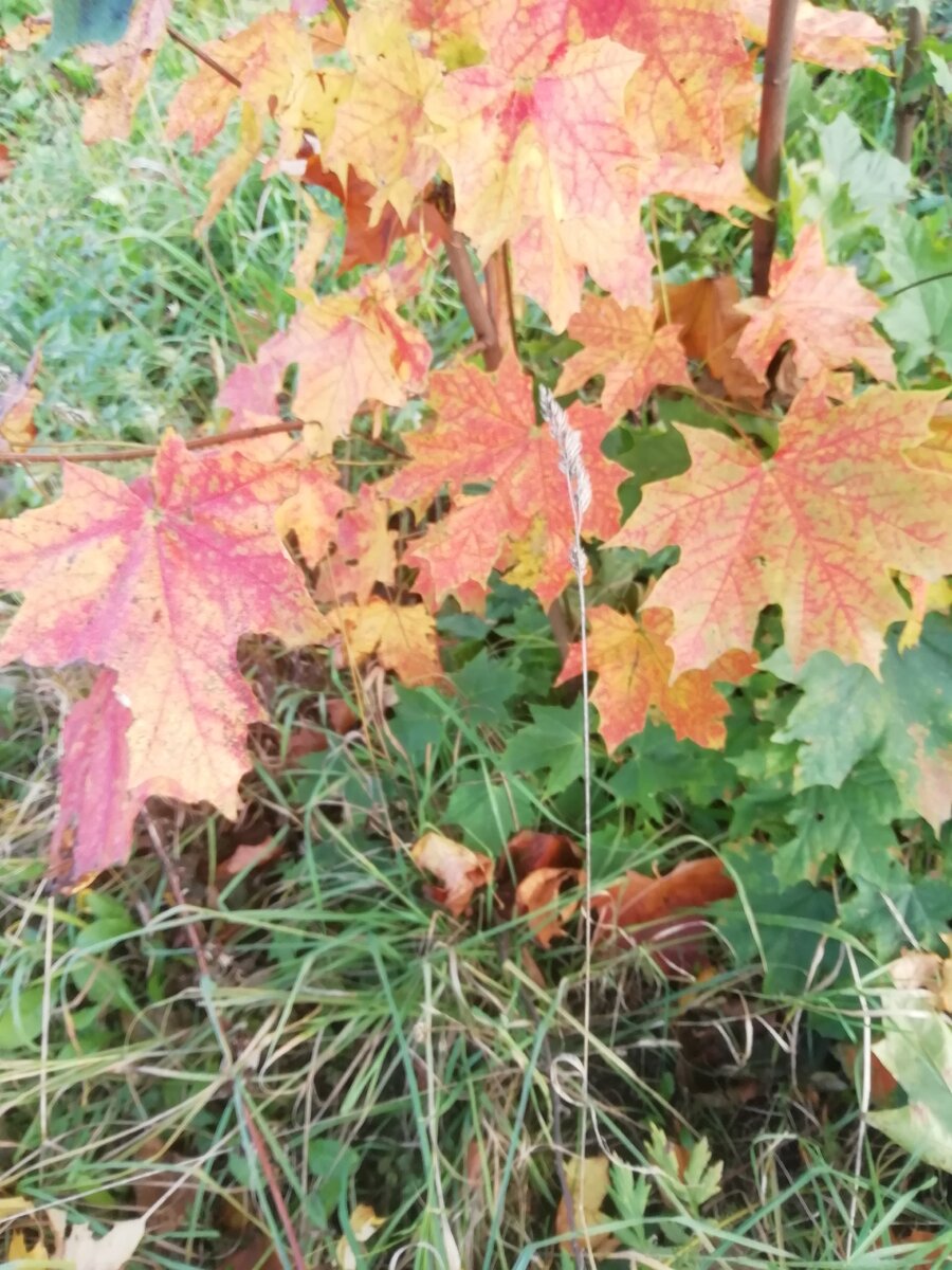 Люблю разноцветную осень