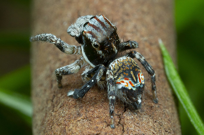 Maratus tiddalik. Фото (здесь и далее): Jürgen Otto.