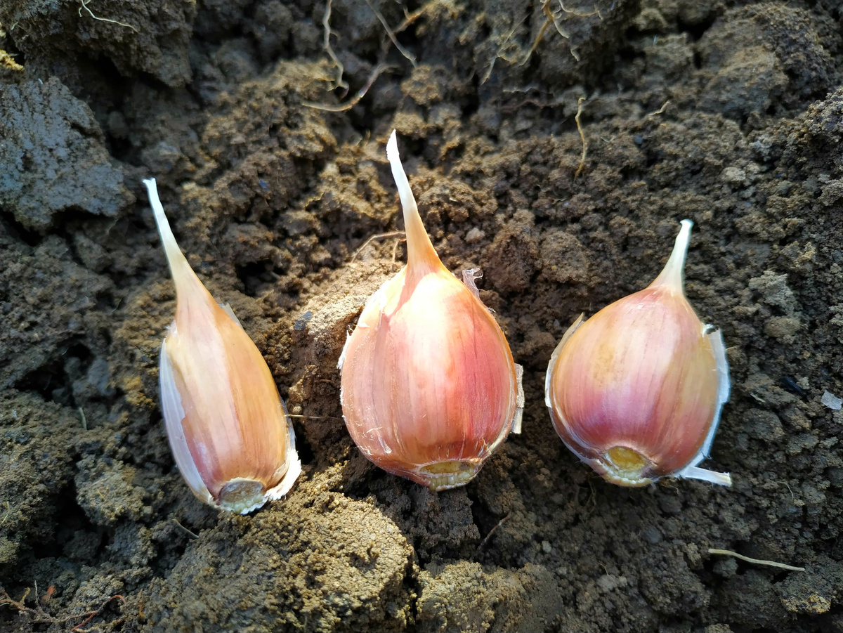 6 соток. Светлана Аниканова