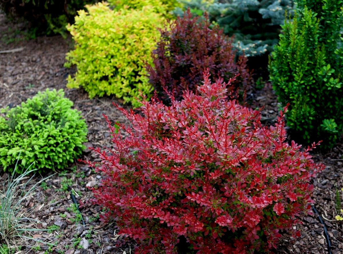 Барбарис тунберга