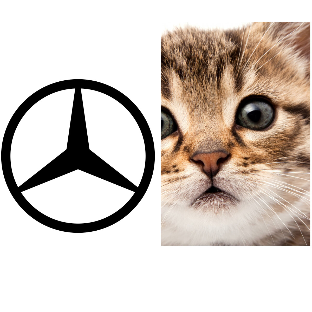 Кот на мерседесе