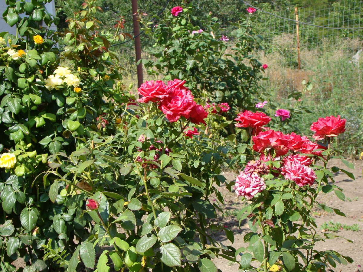 Наши розы.