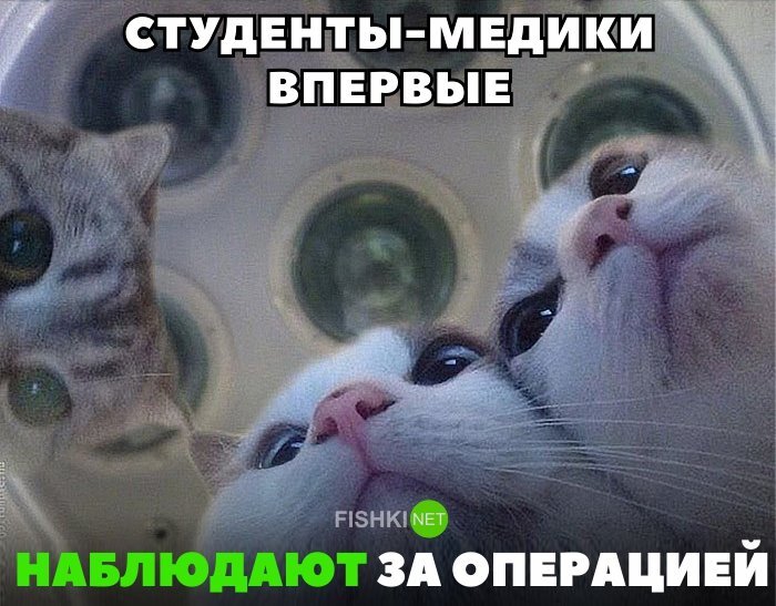 О боже ,сколько мяса.)))))