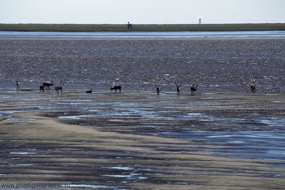 Здесь уже не совсем контровой свет, поэтому картина обычная. Олени ещё не беспокоятся, хотя я уже на виду.