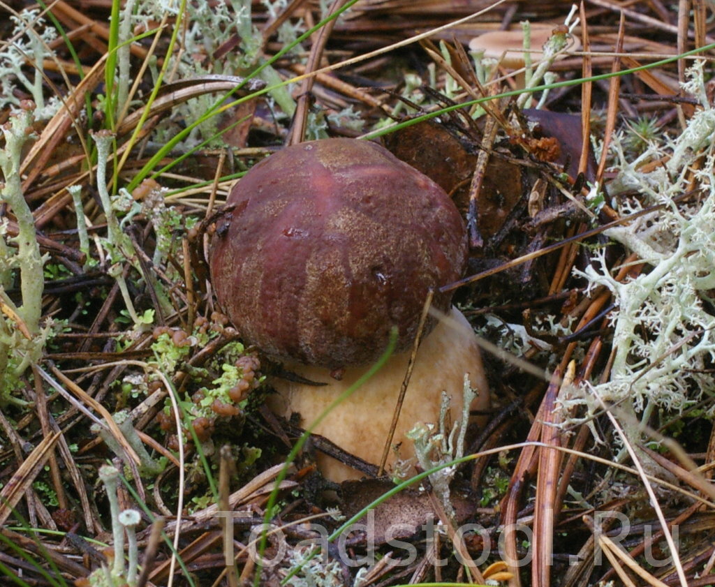 Вот он - боровик! И он такой один. Всё остальное просто "boletes" (фото И.Лебединского)