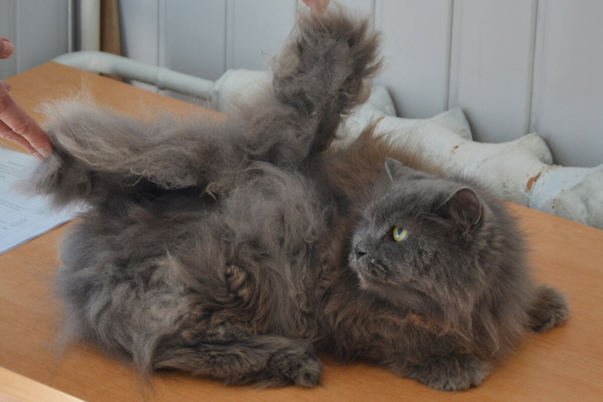 Колтуны - повод взяться за ножницы