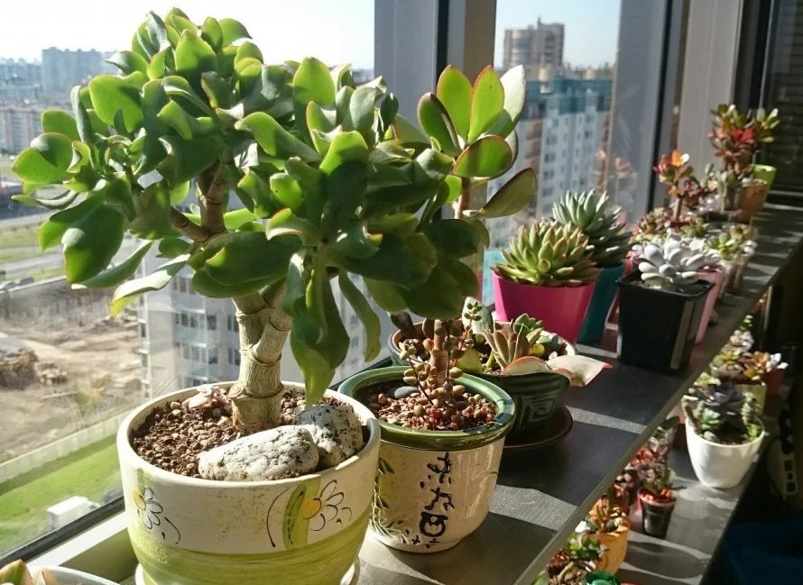 Какой климат у вас дома, такой же подойдёт и деревцу!