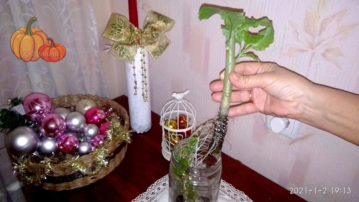 Мощная корневая система Бругмансии заполнила всю банку.