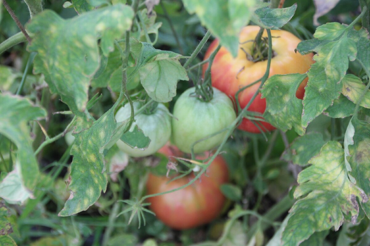 Кладоспориоз томатов в теплице лечение фото