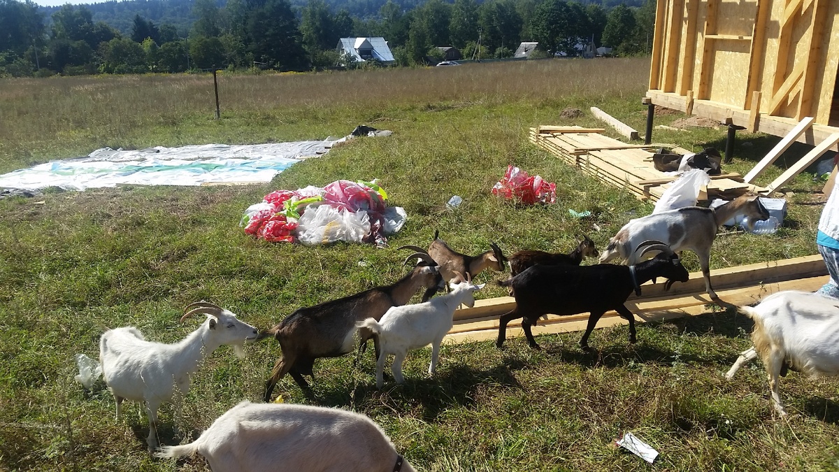 Местная банда. "Есть чё?"