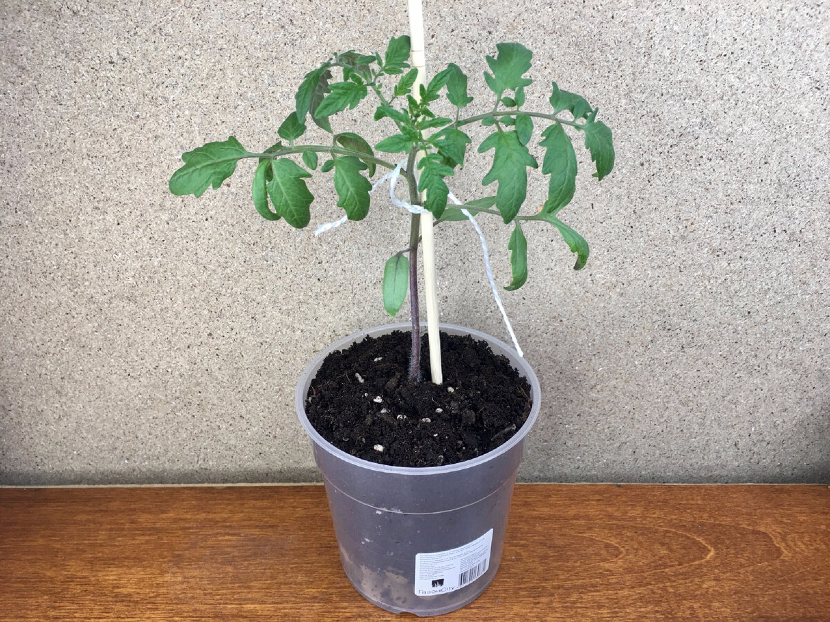 По-моему, в орхидейном горшке помидору самое место! :)