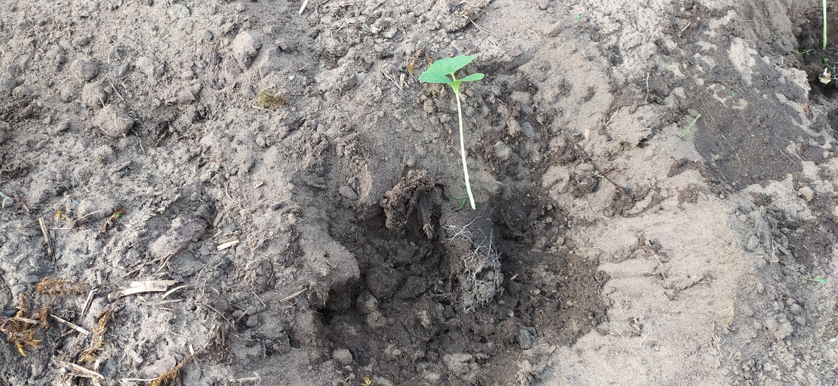 Рассада огурцов вроде с хорошей корневой системой. Должна приняться.