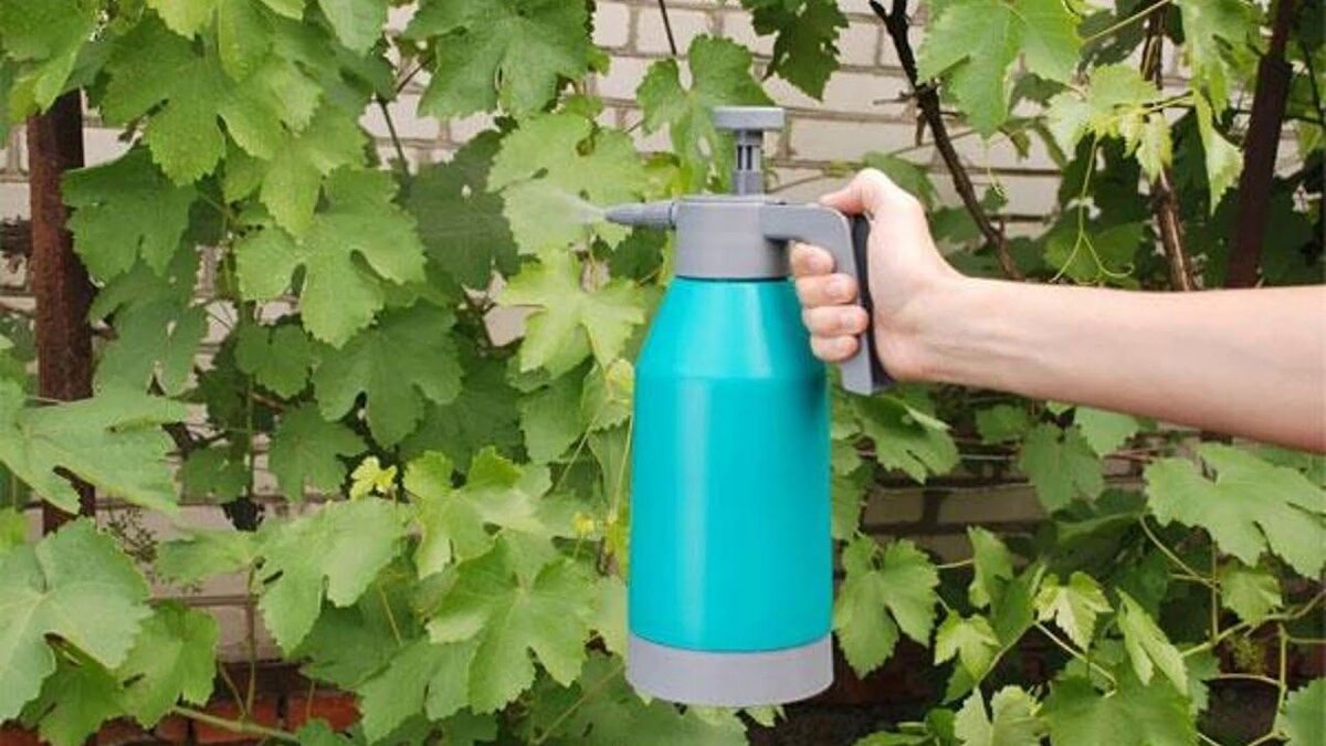 Железный купорос бордосская жидкость. Можно ли брызгать деревья медным купоросом. Опрыскивание винограда. Покрашенные деревья в саду. Раствор медного купороса.