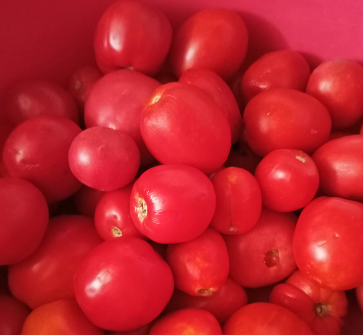 Личное фото. Помидоры в основном небольшие.