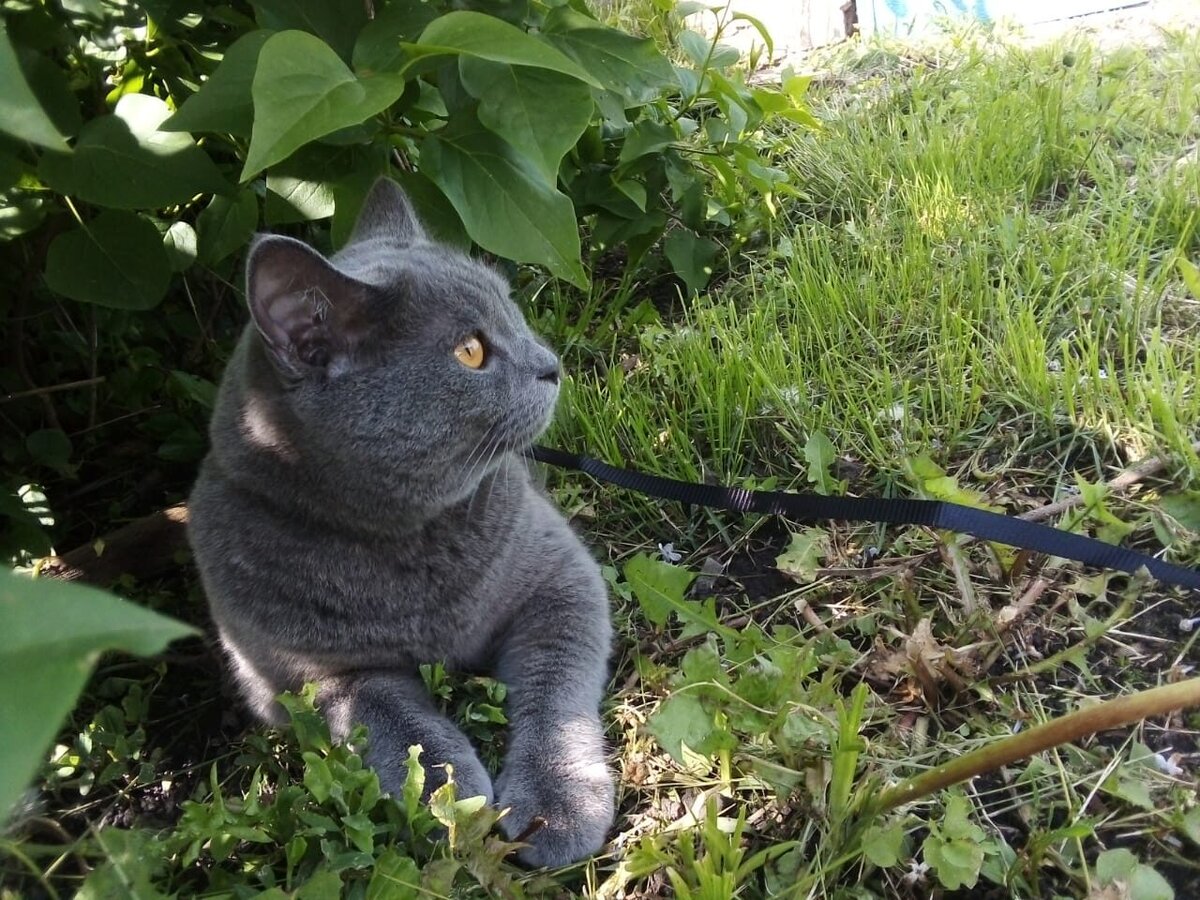 Котикам тоже жарко.