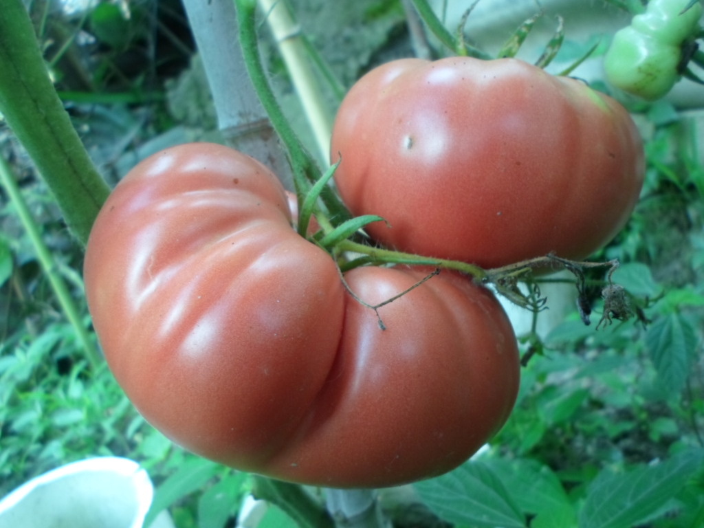 Шестьсот  двадцать семь грамм, вовсе не предел для "Малинового гиганта"!