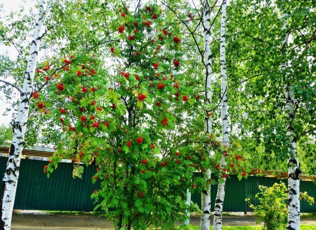 Фото из свободного доступа