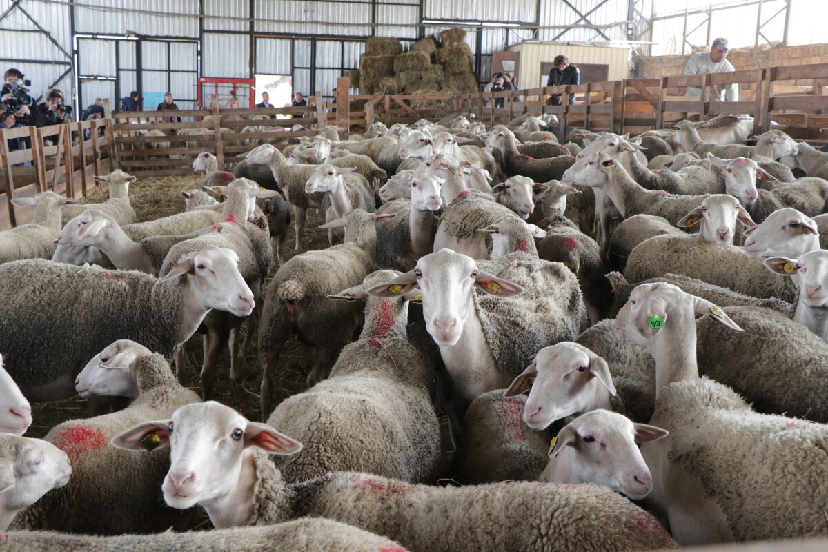 Милые обитатели «Феодоро»