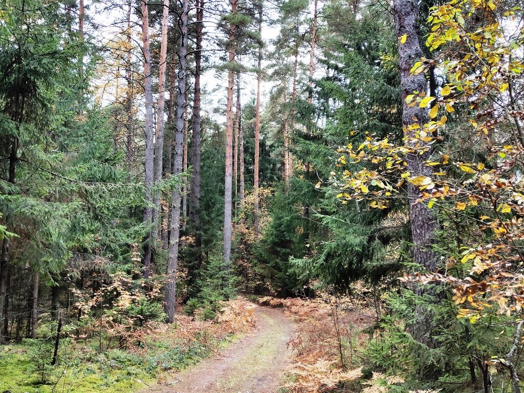 Золотая осень в Мещере: в сосновых лесах на Нерской | мои дороги | Дзен