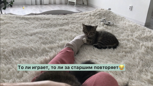 Тяжёлые первые дни кота после приезда котёнка. Борьба за внимание