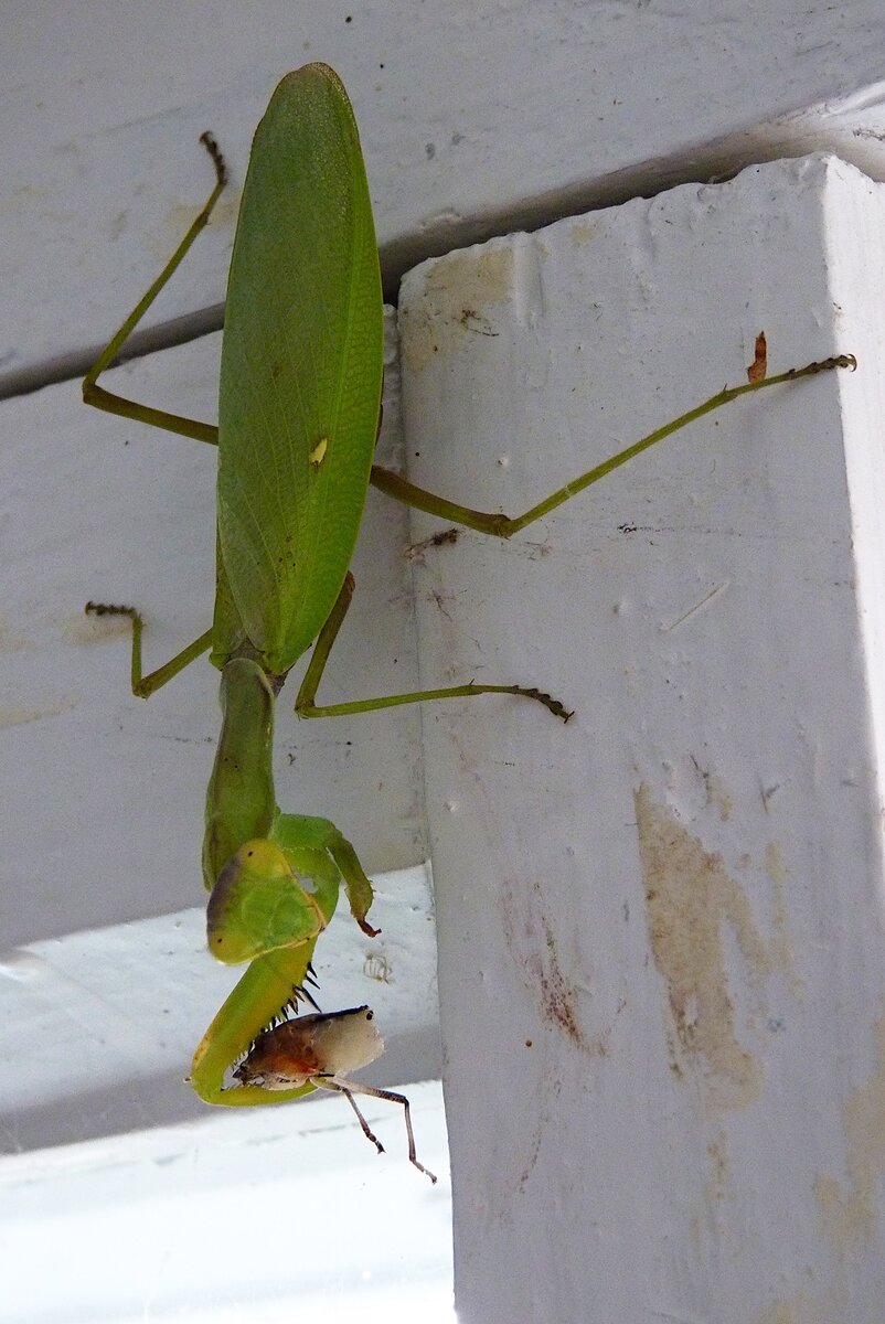 Так что у наших садоводов теперь есть надежда, что в истреблении клопов мраморных нам будут помогать и богомолы!