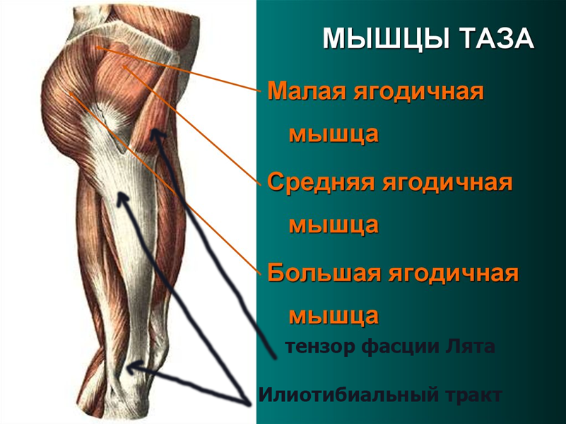 Травмы мышц седалищно-большеберцовой группы | Спорт-Мед