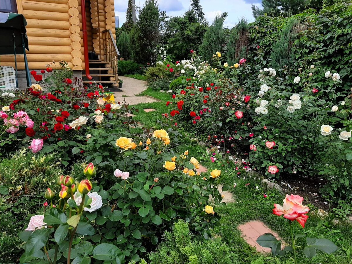 Июль в моих розариях. 