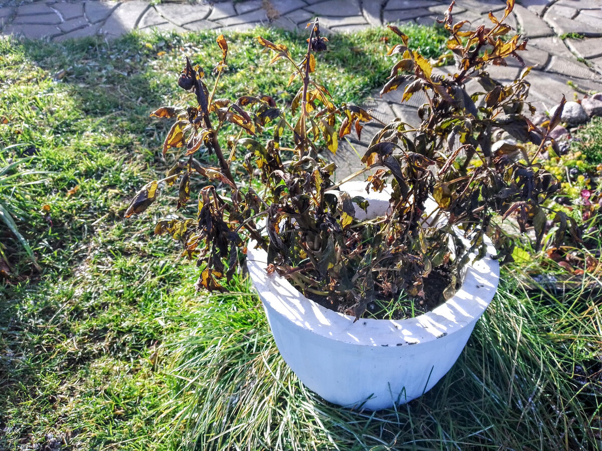 Георгины не выдержали первые заморозки, 24 октября 2021