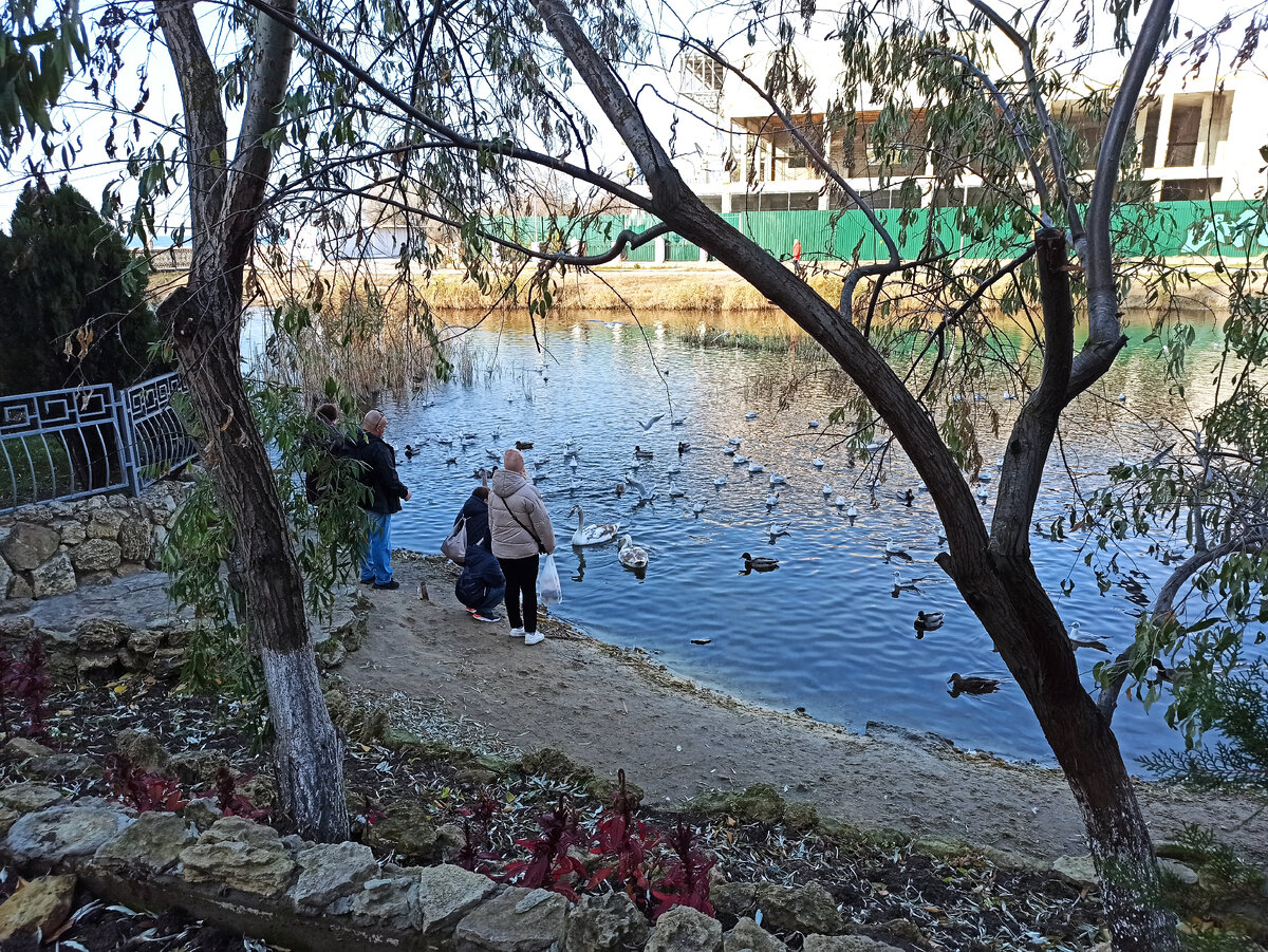 Кормление лебедей, чаек и уток