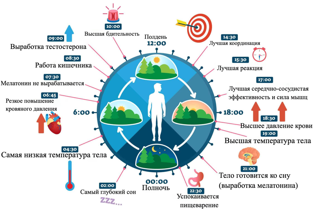 Биоритм человеческого организма. https://prescriptionhope.com/wp-content/uploads/2020/03/What-is-Circadian-Rhythm.jpg