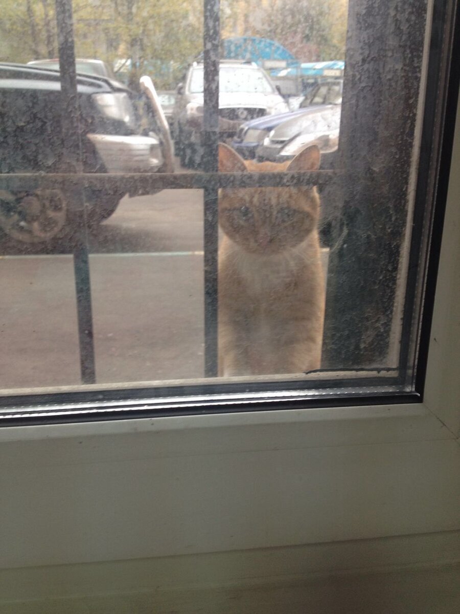 Бася в окне "возможностей"...