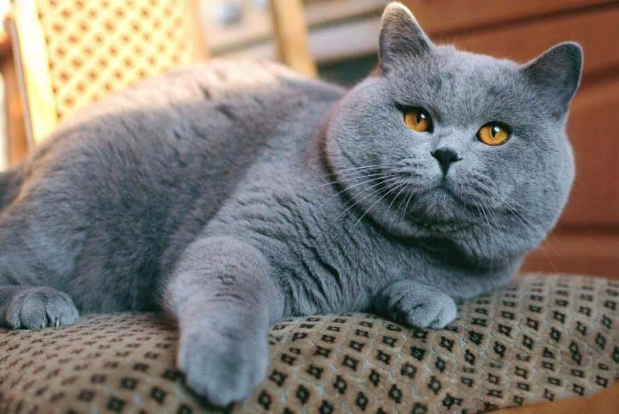 Британская короткошёрстная кошка. Витанская короткошёрстная кошка. Британская короткошёрстная кошка голубая. Британский короткошерстный кот серый. Кошка породы британская серая