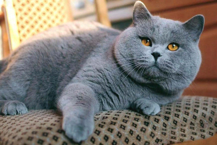 Британская короткошерстная кошка. Британская короткошёрстная кошка. Витанская короткошёрстная кошка. Британский короткошерстный кот серый. Британская короткошёрстная кошка голубая