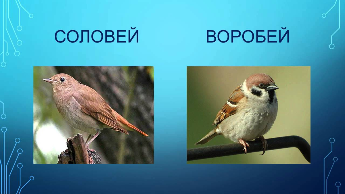 Размеры птиц сравнение. Соловей и Воробей. Соловей и Воробей сравнение. Сравнить соловья и воробья. Соловей Воробей разница.