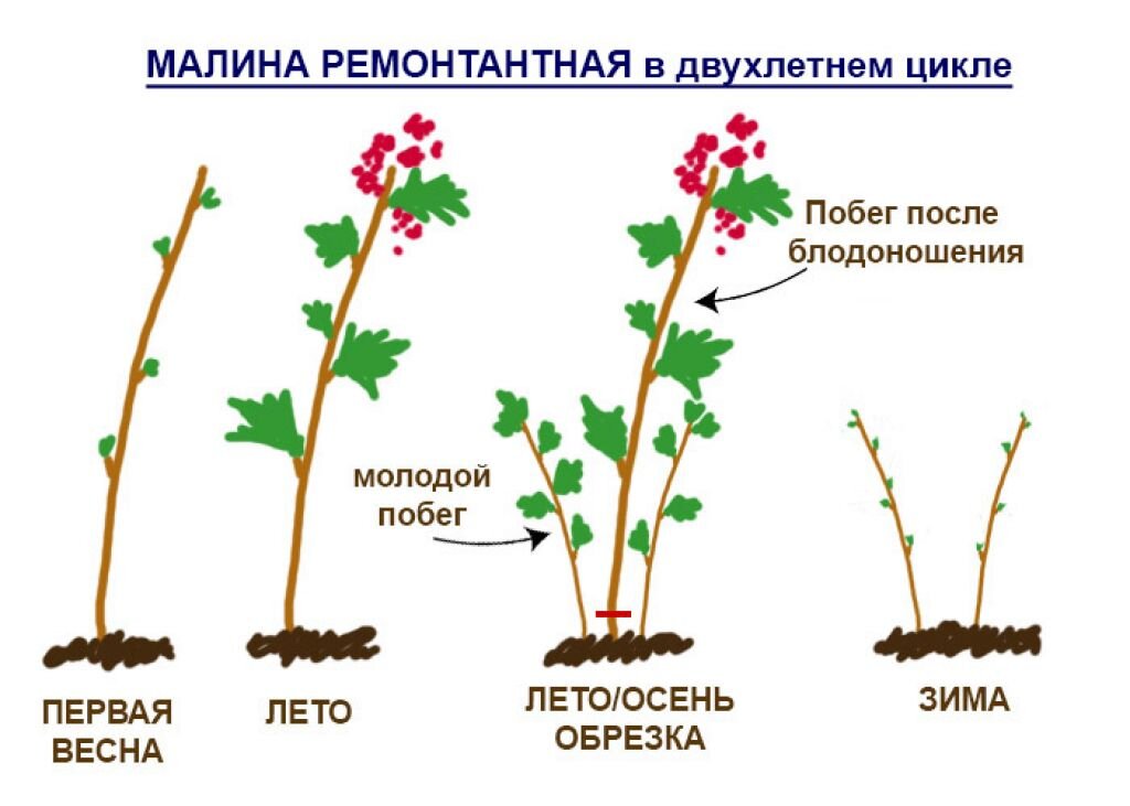 Обрезка ремонтантной малины весной для начинающих в картинках