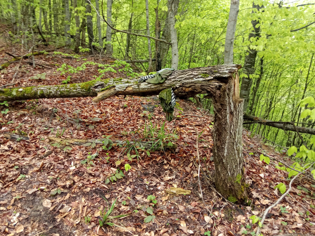 Сломанное взрывом дерево и остатки камуфляжа с тельняшкой