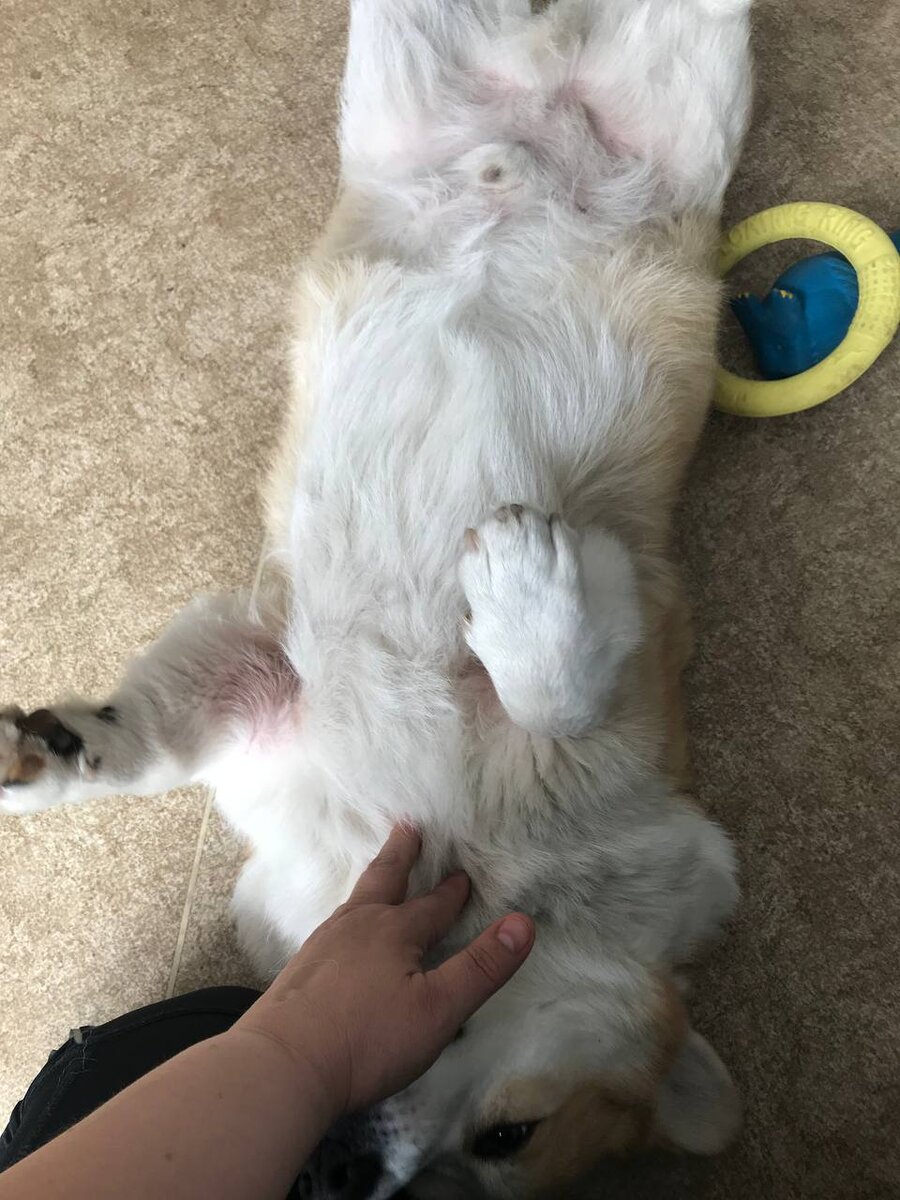 Хантер, лапки к верху