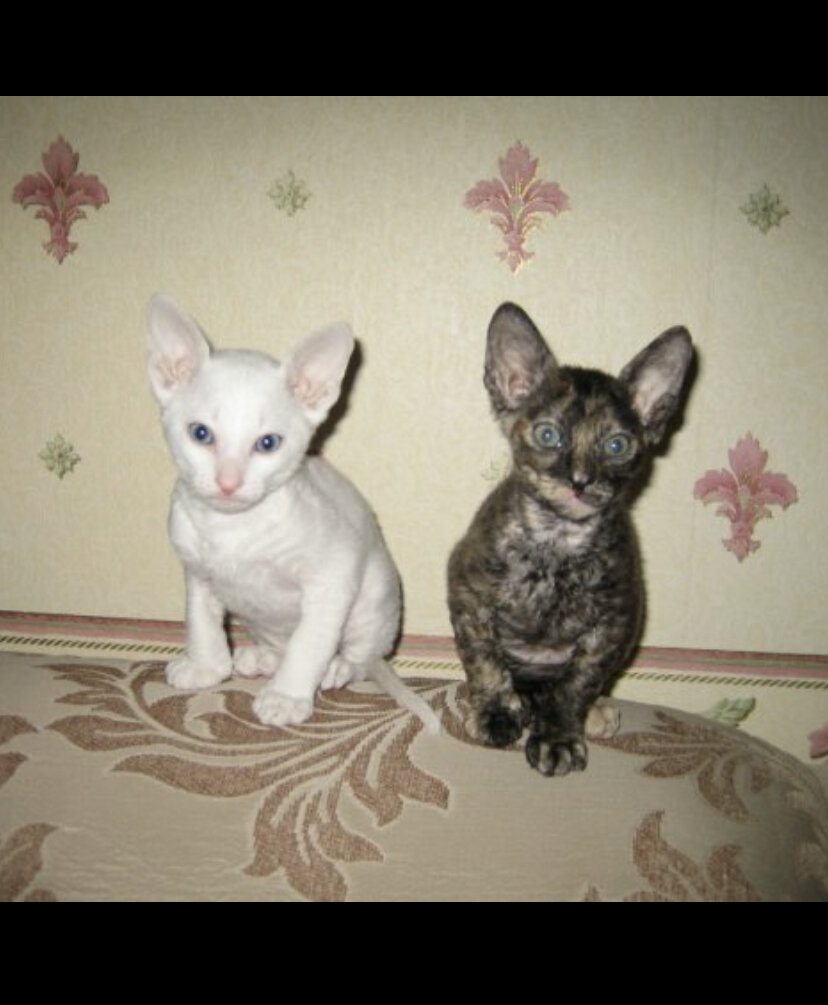 С первого взгляда.