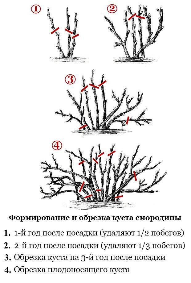 Для черной смородины