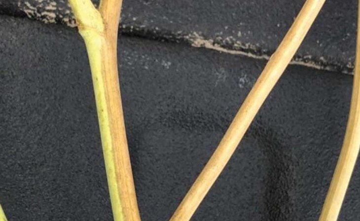    На уборку рапса приглашайте агронома-консультанта для оценки здоровья урожая